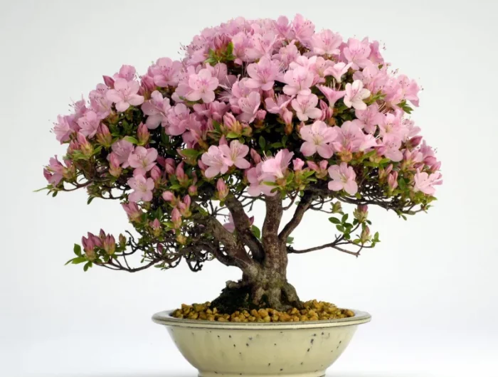 planter et replanter un magnolia liliflora en pot