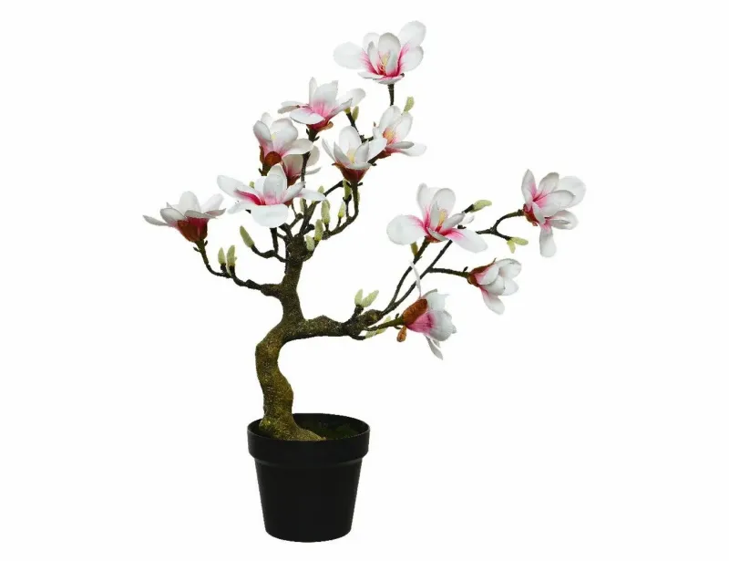planter un magnolia en pleine terre liliflora en pot