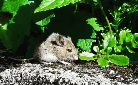 plantes qui repoussent les rongeurs invasion souris que faire