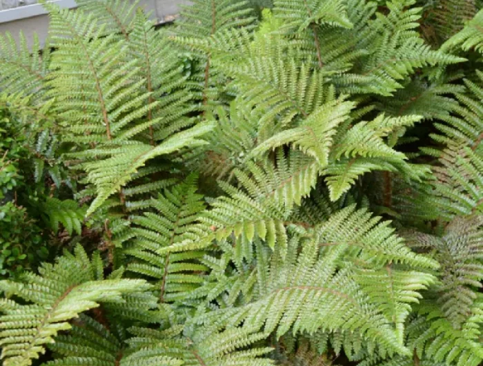 polystic a epees avec des feuilles verts