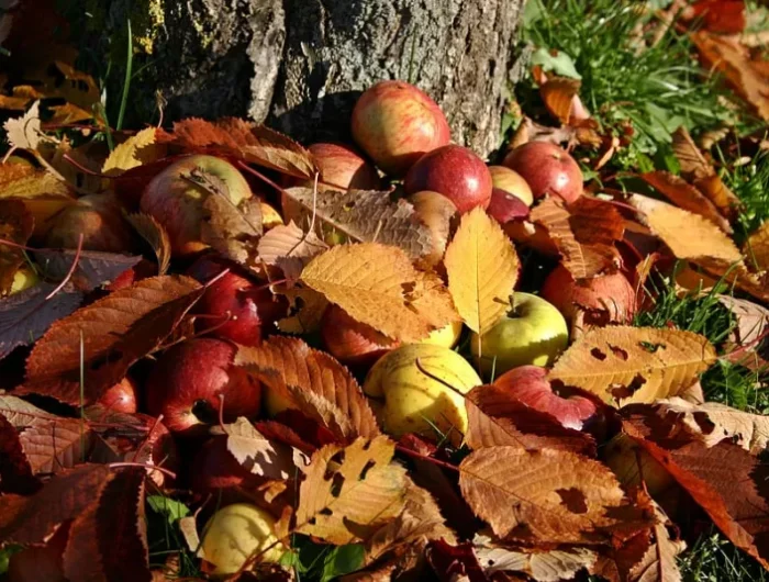 pommes tombees a cote du tronc recouverte de feuilles avec des couleurs automnales