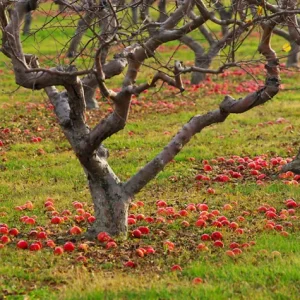 Que faire des pommes tombées : idées utiles pour cet automne