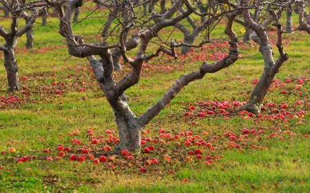 pommes tombees aux pieds des pommiers sans feuillage en automne
