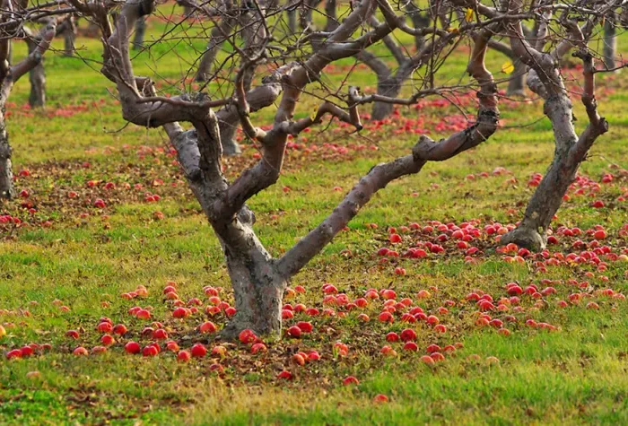 pommes tombees aux pieds des pommiers sans feuillage en automne