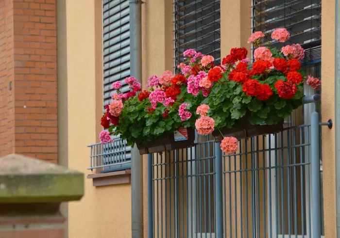 pots de balcon plantes fleuries facile entretien taille geraniums