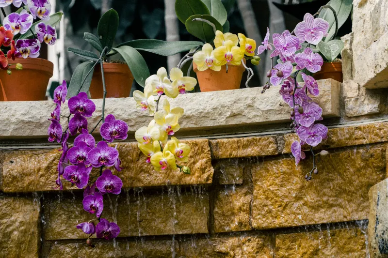 pots plante fleurie exterieur orchidee humidite eau feuillage