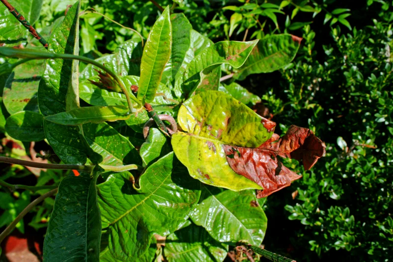 pourquoi dipladenia perd ses feuilles vertes ou jaunes