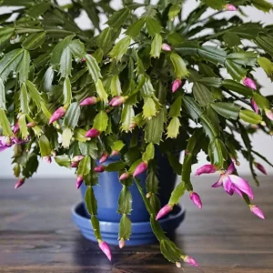 Cactus de Noël aux feuilles molles : Causes et remèdes