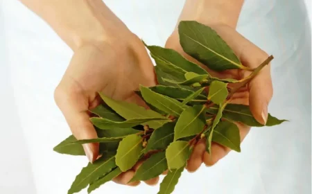 pourquoi faut il mettre des feuilles de laurier dans une maison sont elles magiques branche laurier