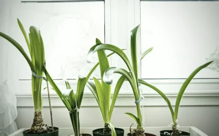 pourquoi l amaryllis ne donne pas de fleurs conseils