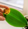 pourquoi les feuilles de mon orchidee jaunissent causes