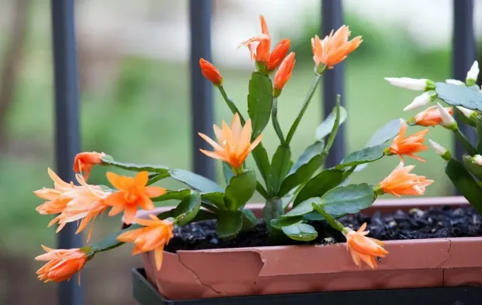 pourquoi les fleurs de mon cactus de noel tombent plante orange au fond un grillage