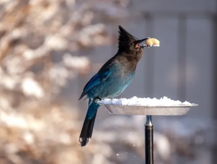 pourquoi les oiseaux ne viennent plus manger idée que mettre dans une mangeoire