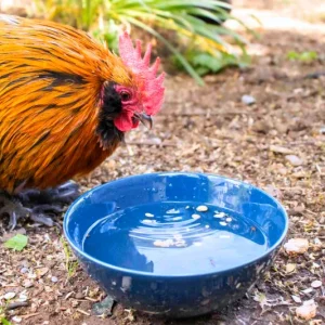 Pourquoi mettre du vinaigre dans l'eau des poules ? Un complément naturel pour assurer une santé de fer à vos pondeuses