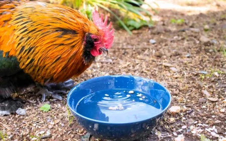 pourquoi mettre du vinaigre dans l'eau des poules coq