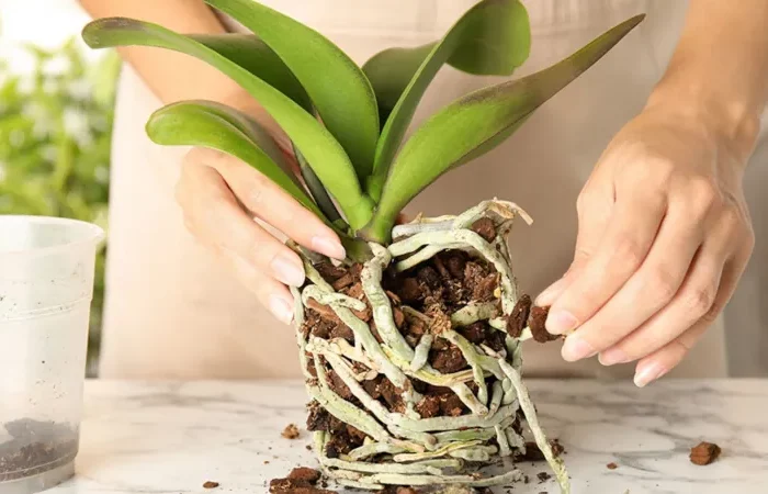 pourriture des racines d une orchidee pourquoi