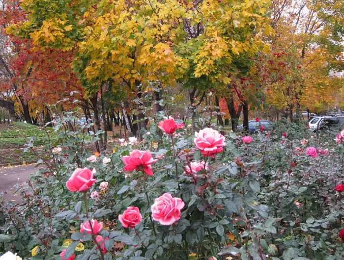 puis e tailler les rosiers en novembre rosier au fond arbres jaunes et rouges