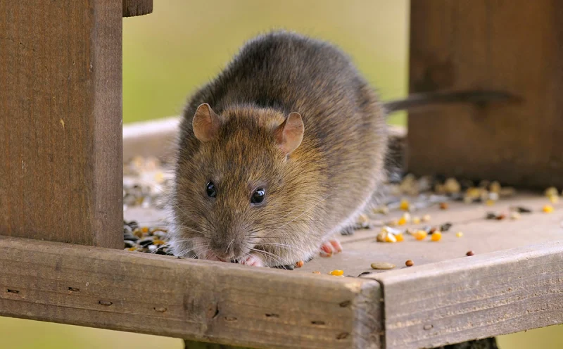 qu est ce que les rats detestent manger bois