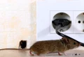 Comment faire fuir les rats dans les murs de la maison ? Les tops techniques à appliquer sans plus tarder