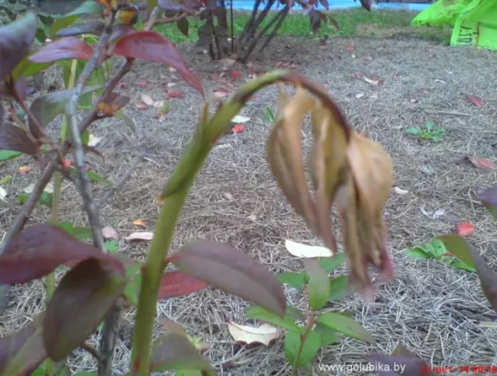 quand et comment tailler les cannas canna mort