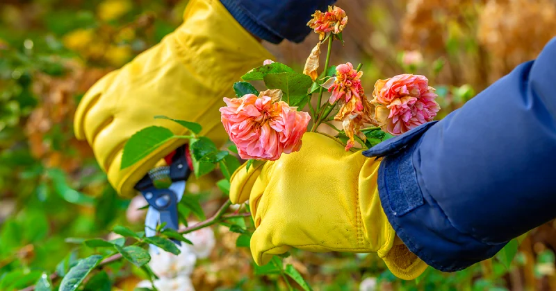 quand et comment tailler les rosiers avant l hiver gants jaunes fleurs roses