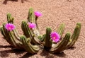 Test d’illusion d’optique rapide et gratuit : Pouvez-vous trouver le cactus caché ?