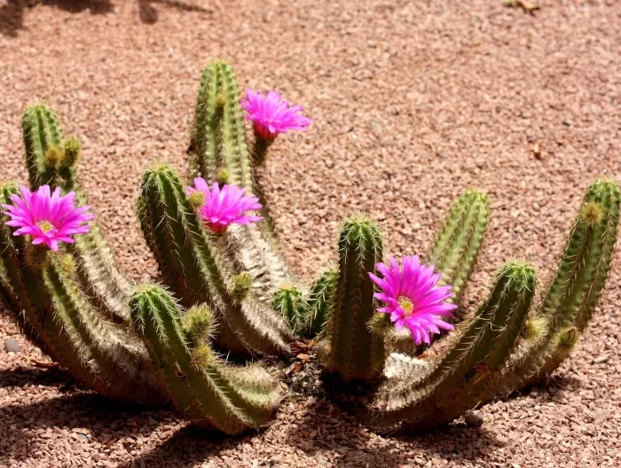 quand les cactus fleurissent ils fait interessant