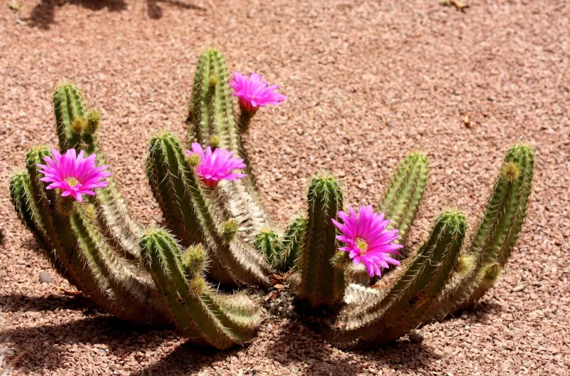 quand les cactus fleurissent ils fait interessant