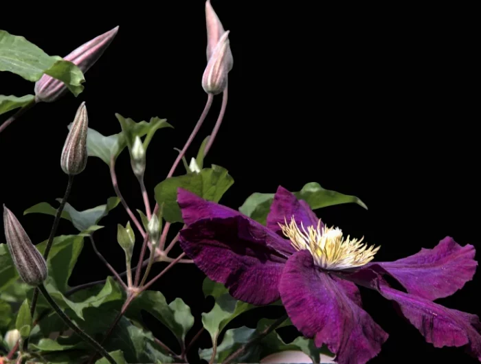 quand tailler clematite variete floraison fleurs violet fonce