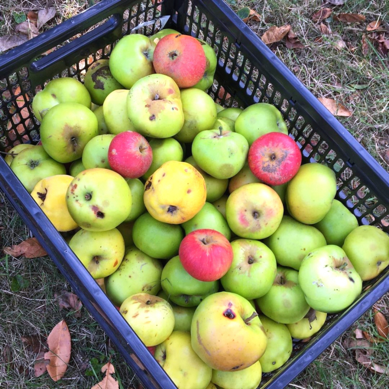 que faire avec des pommes vertes pas mures