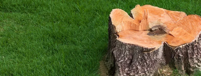 que faire d un tronc d arbre dans le jardin