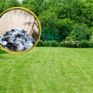 Pourquoi mettre de la cendre sur la pelouse et comment l'utiliser