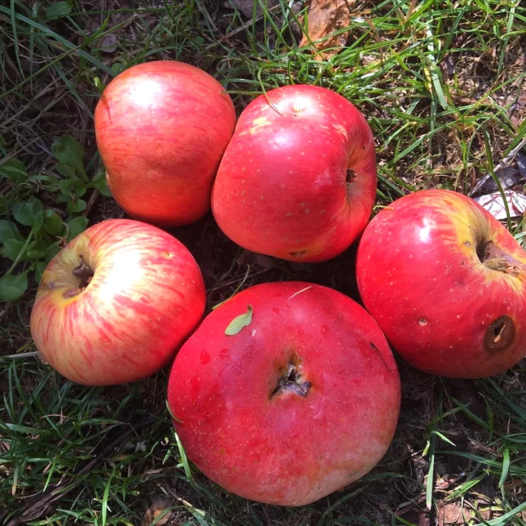 que faire des pommes pourries au pied des pommiers