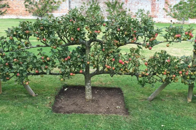 quel est l'arbre fruitier le plus résistant pommier dans un lit