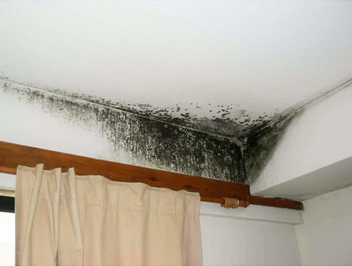 quel est le meilleur absorbeur d'humidité naturel mur et plafond moisis