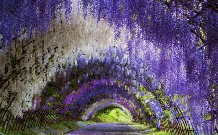 quel est le meilleur endroit pour planter une glycine tunel darches de glycines