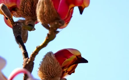 quel magnolia choisir magnolia liliflora dont les fleurs ressemblent a des oiseaux
