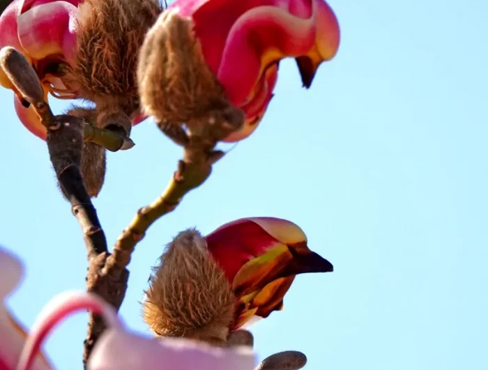 quel magnolia choisir magnolia liliflora dont les fleurs ressemblent a des oiseaux
