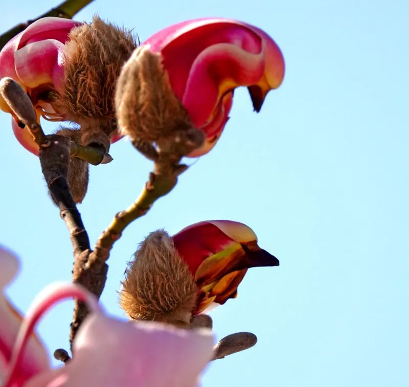 Quel magnolia choisir ? Liliflora : Non, ce ne sont pas des oiseux. Ce sont  les fleurs du magnolia de lys