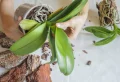 Comment sauver une orchidée avec des racines pourries ?