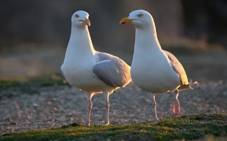 quel type de couple etes vous avec deux oiseaux qui marchent cote a cote