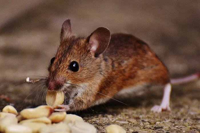quelle nourriture pour tuer rats et souris aliments