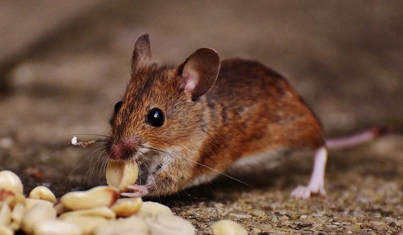 quelle nourriture pour tuer rats et souris aliments