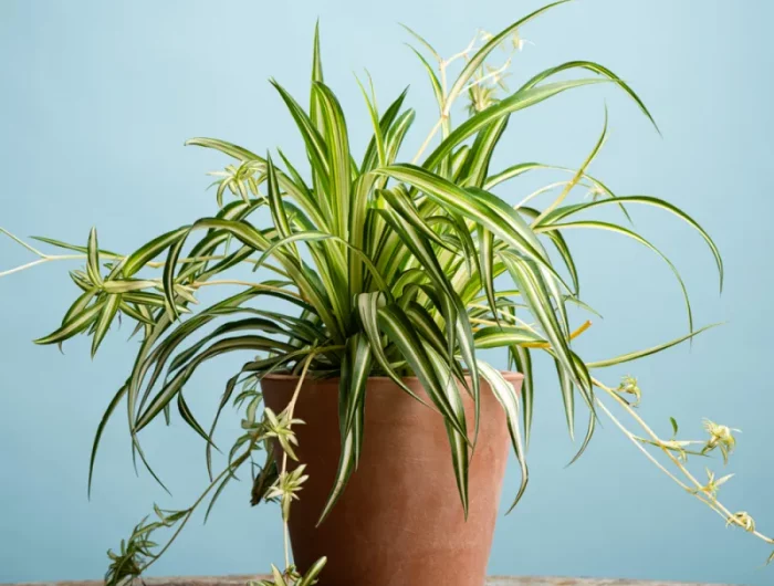 quelle plante poses dans une maison sombre