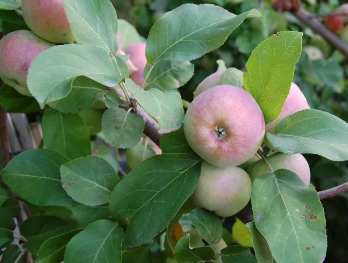 quels fruitiers tolerent le sol arguileux malus domestica