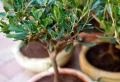 Comment hiverner un olivier en pot pour le protéger du froid ?