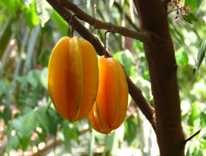 quels sont les arbres fruitiers pour terre argile carambolier averrhoa carambole