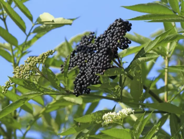 quels sont les meilleurs arbres fruitiers à planter dans une terre argileuse pour un verger splendide surreau aux fruits noirs