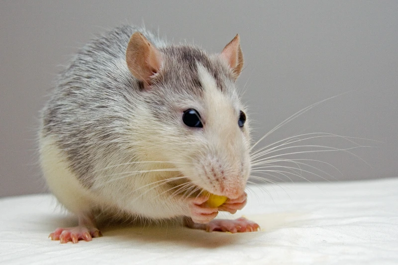 Grandma's rodent remedy recipe kills mice
