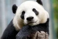 Еn quoi êtes-vous doué/e ? Puzzle visuel et casse-tête : Pouvez-vous repérer le panda ? Devinez et voyez quelle carrière choisir ?